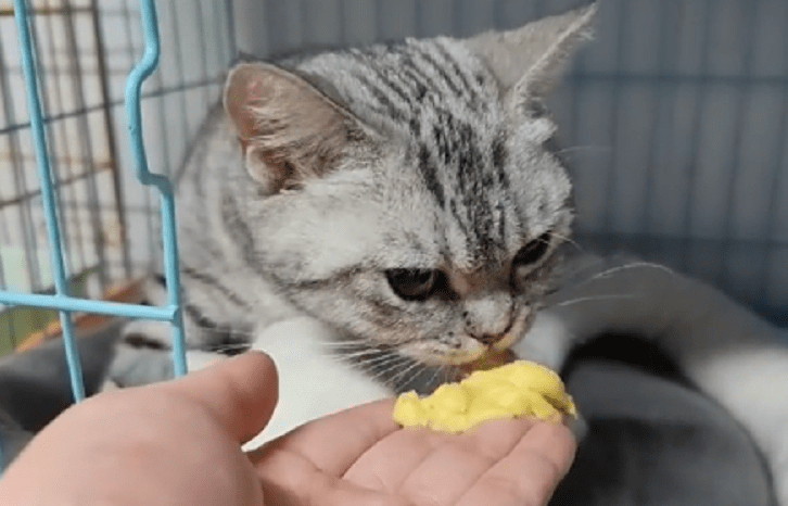 猫怀孕几个月生产？还需要注意这些