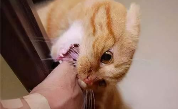 猫咪咬人怎么教育？方法都在这儿，快来看！
