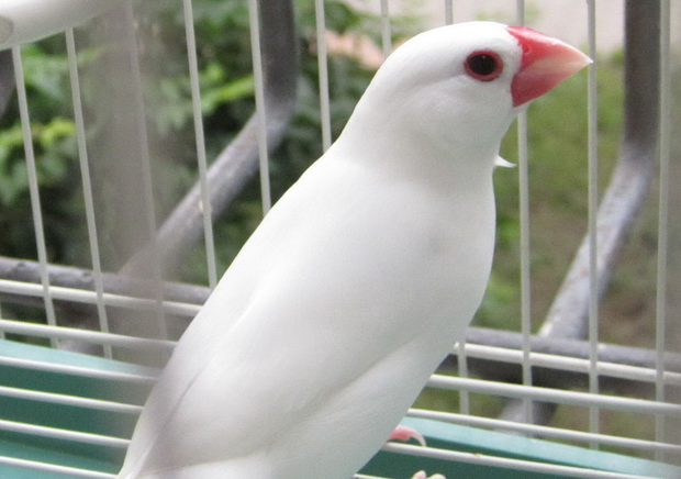 想了解的来看看，白文鸟价格