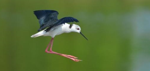 笼鸟的特殊饲料调配方法你会吗？快来了解一下吧！