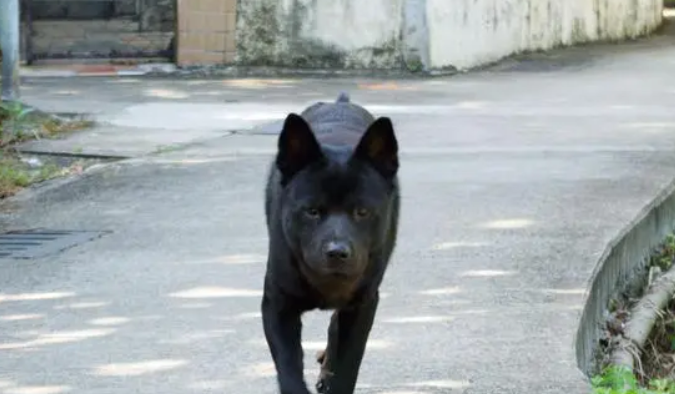 哮天犬是什么狗?这篇文章给你答案 哮天犬是什么狗?这篇文章给你答案