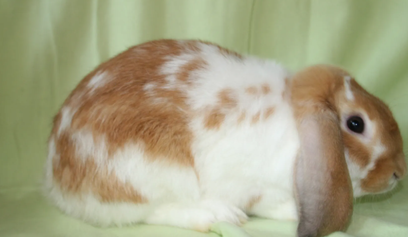 铲屎官科普：宾尼垂耳兔种类有哪些？