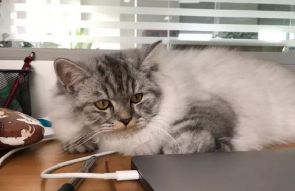 英短返祖猫价值几何,值不值钱? 英短返祖猫价值几何,值不值钱?