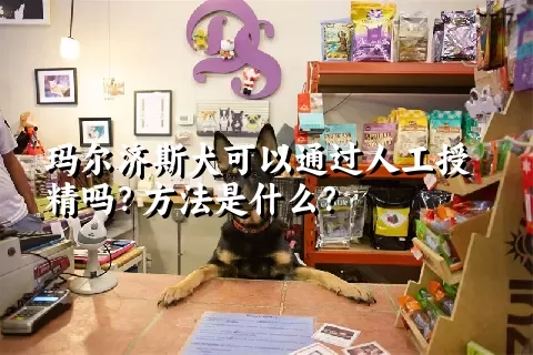 玛尔济斯犬可以通过人工授精吗?方法是什么?