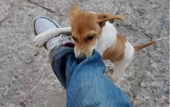 狗狗喜欢咬主人的脚后跟，真正的原因是什么？