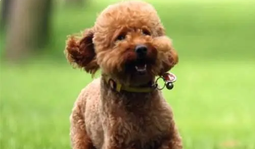 泰迪需要一直吃钙片吗