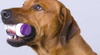 小狗感冒吃什么药？怎么护理治疗？