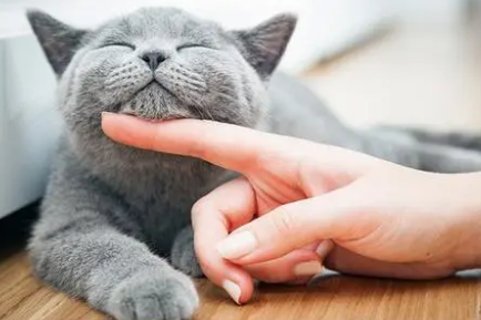 用了大宠爱还要内驱吗？本文告诉你