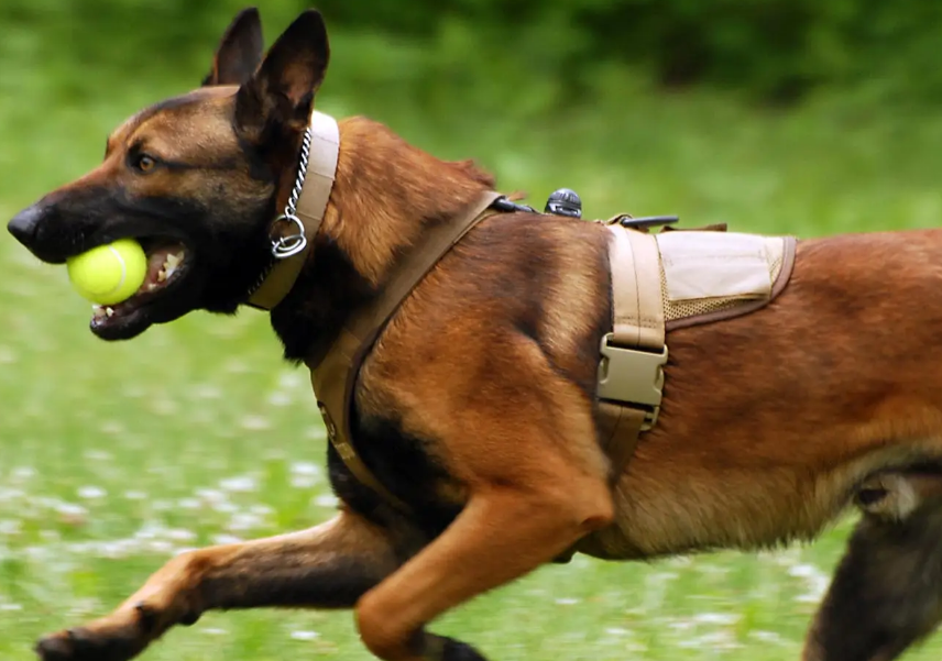 一窝马犬怎么挑狗王，快来get一下吧