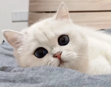 养猫科普：一只猫给另外一只猫舔毛是什么意思