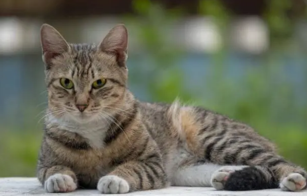 对于猫在各个年龄阶段,要给它适合的猫粮 对于猫在各个年龄阶段,要给它适合的猫粮