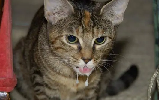 为什么一摸猫就流口水？宠主可以了解一下