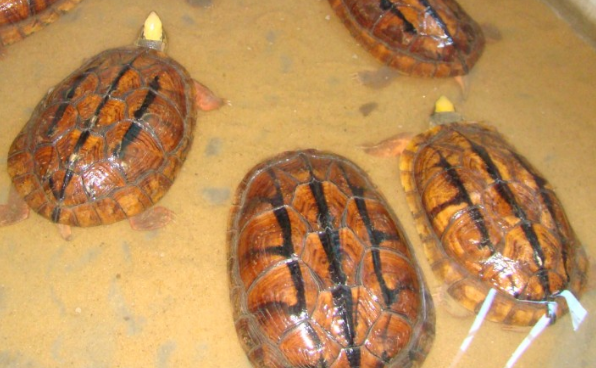 石金钱龟爱吃什么水果?都在这里,快来做笔记 石金钱龟爱吃什么水果?都在这里,快来做笔记