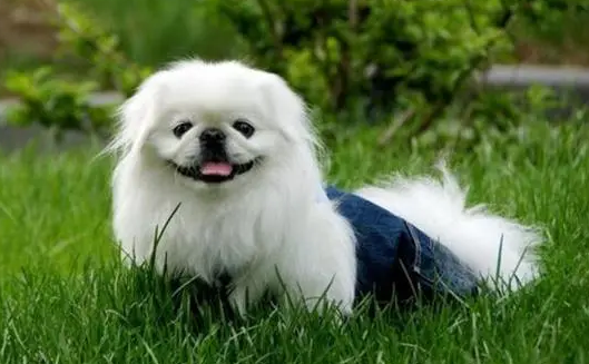 萌宠小知识：又小又萌的狗狗品种有哪些？