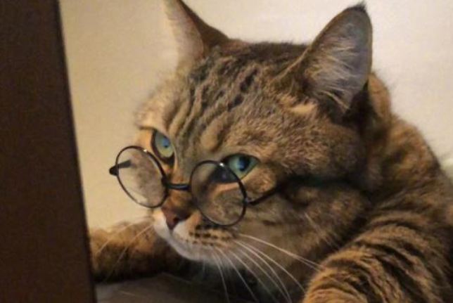 猫咪都是近视眼吗？来看看！