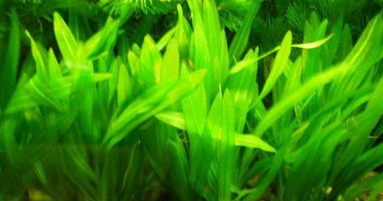 常见水草种类及图片