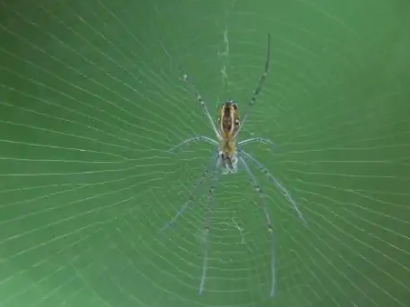 蜘蛛是不是昆虫品种中的一种,不是! 蜘蛛是不是昆虫品种中的一种,不是!