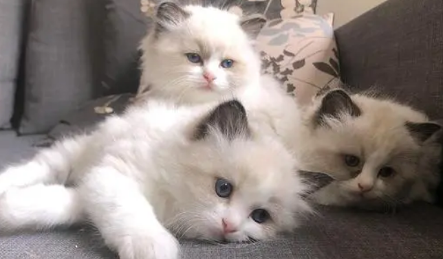 猫体内体外驱虫可以一起进行吗？猫驱虫需要注意什么