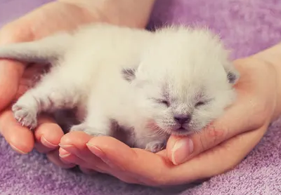 对于刚出生的幼猫，我们该如何区分长毛短毛？