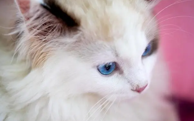 猫咪一般多久洗一次澡,铲屎官如何养一只干净的猫咪 猫咪一般多久洗一次澡,铲屎官如何养一只干净的猫咪