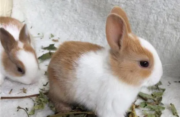 波兰兔性格 波兰兔凶不凶 波兰兔性格 波兰兔凶不凶