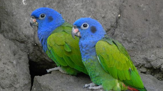 分辨蓝头鹦哥雌雄的方法，很简单！