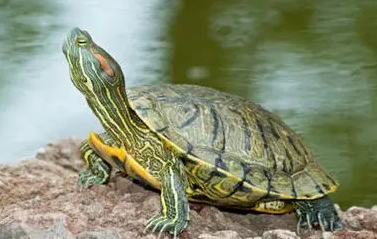 今日科普:巴西龟放生的后果是什么? 今日科普:巴西龟放生的后果是什么?