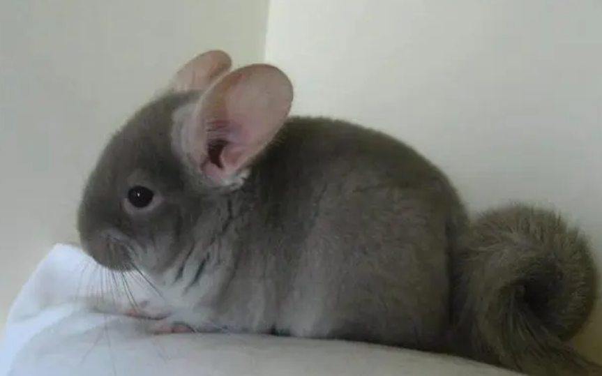 毛丝鼠繁殖时间看这里你就知道了！