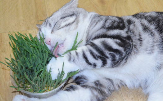 猫咪吃完猫草吐白沫怎么回事？铲屎官不可大意！