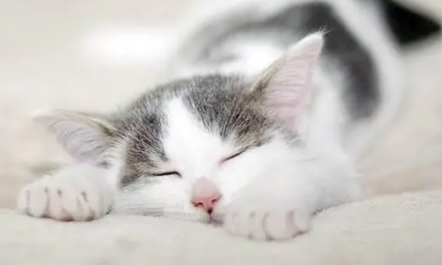 猫咪营养膏是不是必须要吃