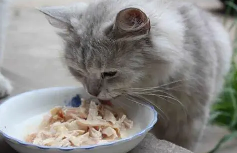 猫咪一直吃猫抓板，猫抓板猫咪吃了有事吗