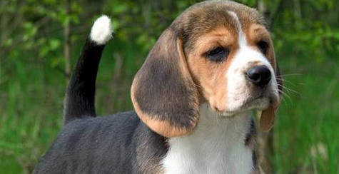 比格犬会不会掉毛?主人一定要知道! 比格犬会不会掉毛?主人一定要知道!