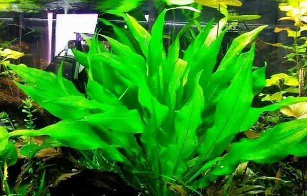 鱼缸有水草就更漂亮，怎样才能养好水草？