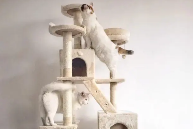 猫爬架和猫抓板对猫居然那么重要！