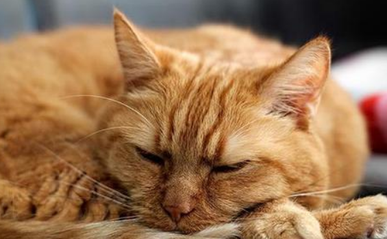 得猫瘟前期有什么征兆？这几点要重视！