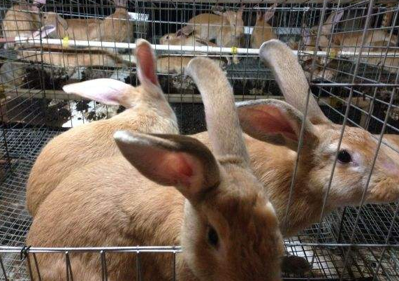 福建黄兔可以作宠物吗？看看本文是怎么回答的