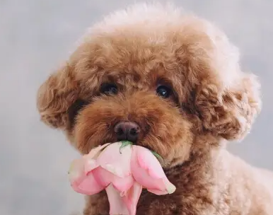 长腿泰迪和短腿泰迪哪个更纯?你了解多少? 长腿泰迪和短腿泰迪哪个更纯?你了解多少?