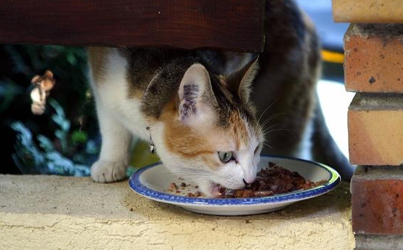 改正猫咪抢食？教你们几招实用的方法