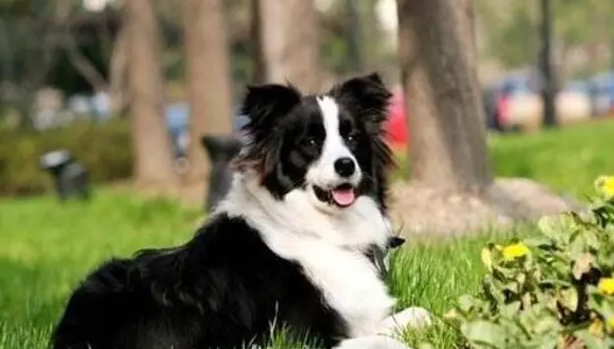 一起来看看边牧是中型犬还是大型犬~ 一起来看看边牧是中型犬还是大型犬~