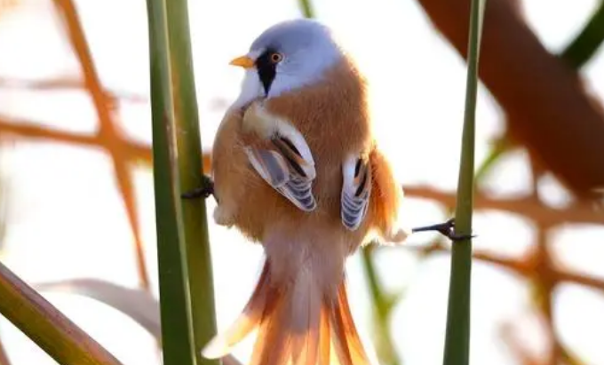 文须雀好养吗？想养的人看过来