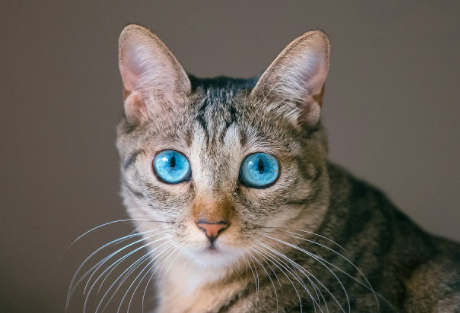 母猫的大姨妈是什么样的？你了解吗？