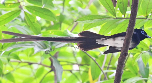 紫寿带鸟公母怎么分？新手鸟友必看！