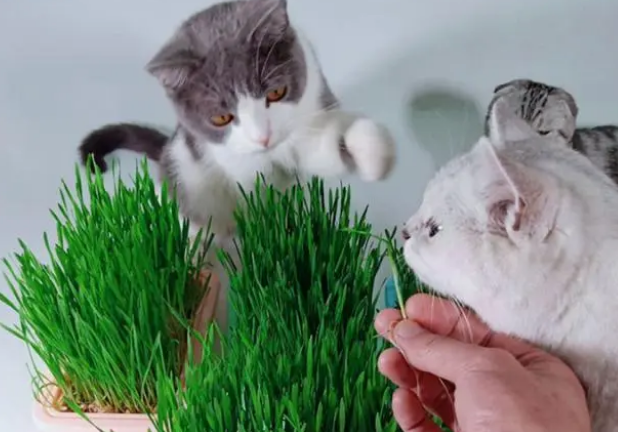 多大的猫可以吃猫草？猫草多久吃一次？