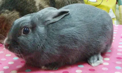 你们说，银狐兔能活多久？