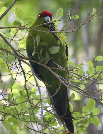 万绿丛中一点红,饲养红额鹦鹉的这些关键点你一定要码住 万绿丛中一点红,饲养红额鹦鹉的这些关键点你一定要码住