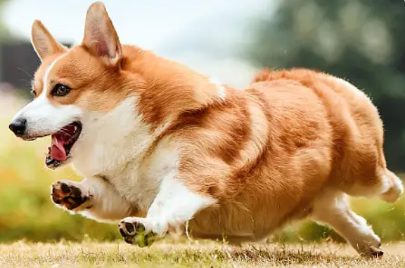 柯基是不是不爱叫啊，好像从来没听过柯基叫