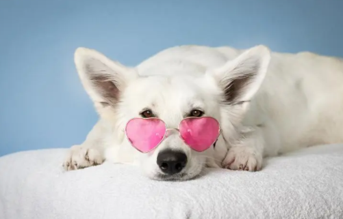 幼犬的三针分别是什么时候？需要注意什么？