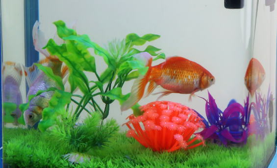 养鱼须知；怎么判断硝化细菌是否建立成功？