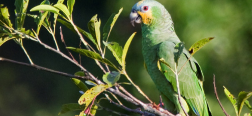 黄翼蓝顶亚马逊鹦鹉多少钱一只？主人：不贵，也就这么多
