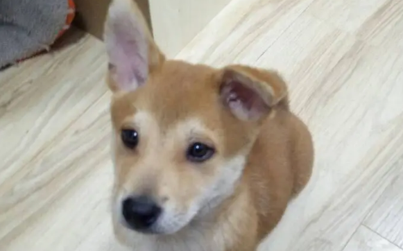 狗狗耳朵为什么一只竖一只趴狗狗耳朵为什么一只竖一只趴？一般有这几种原因